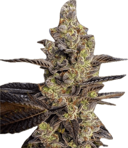 Fortune Cookies Clone