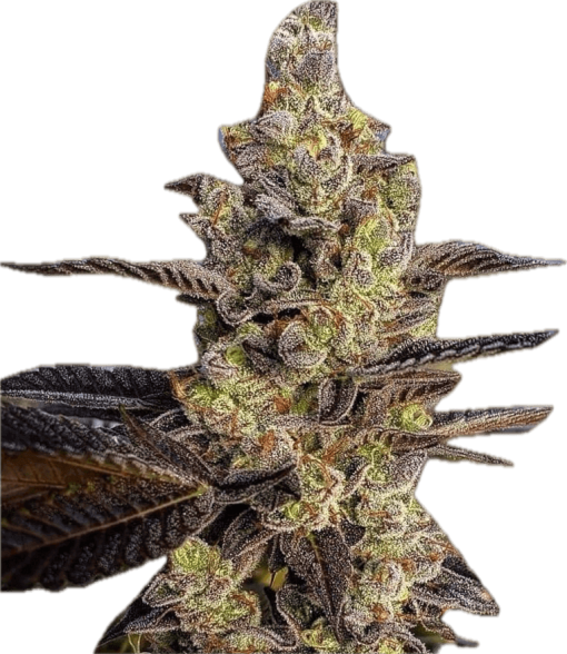 Fortune Cookies Clone