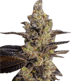 Fortune Cookies Clone