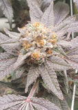 Frozen Runtz Clone