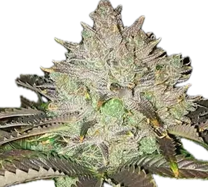 Fruity Pebbles OG Clone