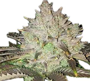 Fruity Pebbles OG Clone