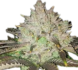 Fruity Pebbles OG Clone
