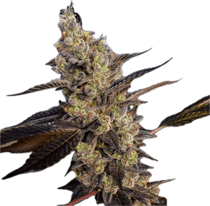 GMO Clone
