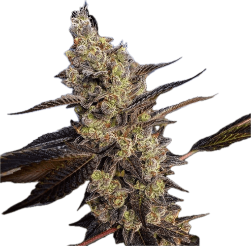 GMO Clone