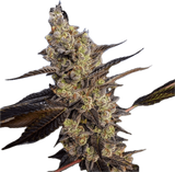 GMO Clone