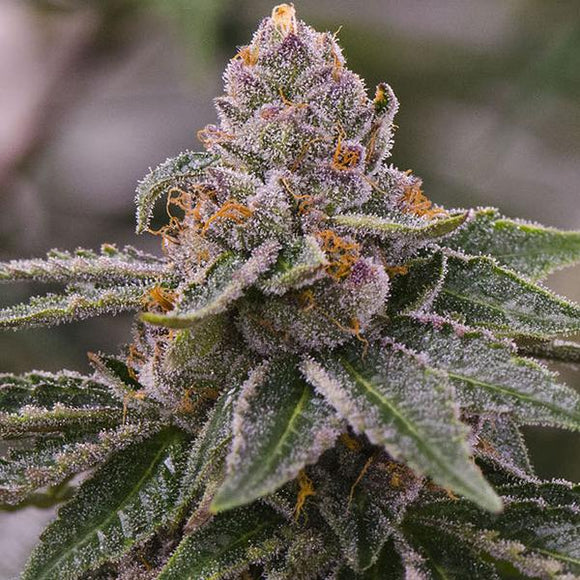 Gelato Clone