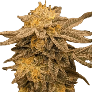 Gelato Mintz Clone