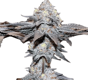 Gelato #41