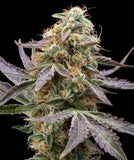 Nerds OG Clone