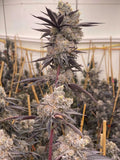 Oreo Blizzard Clone