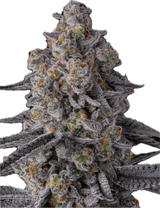 Glitter Bomb Clone
