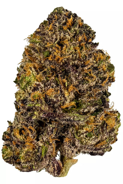Grand Daddy Purple GDP Cannabis Clone | Mass Hydroponics