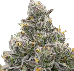 Grape Gas Clone