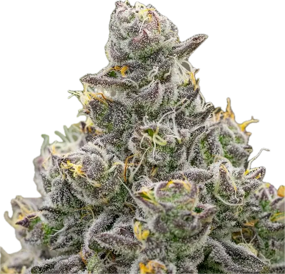 Grape Gas Clone