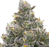 Grape Gas Clone