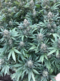 Grape Gas Clone
