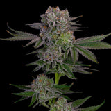 Grapes & Cream Clone