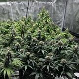 Honey Buns Clone