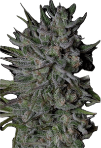 Guava Gelato Clone
