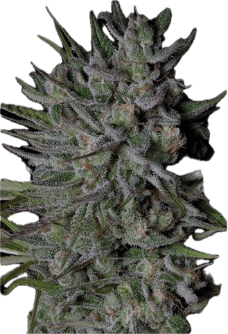 Guava Gelato Clone