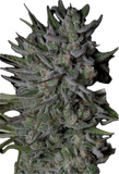 Guava Gelato Clone