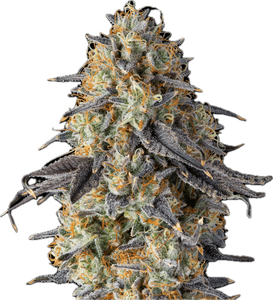 Gummiez Clone