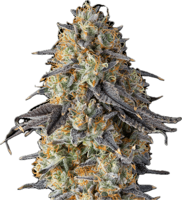 Gummiez Clone