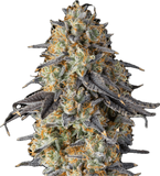Gummiez Clone