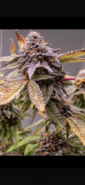 Gushers Clone