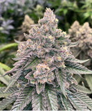 Hashburger cannabis clone rooted in a peat plug
