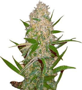 Haze OG Clone