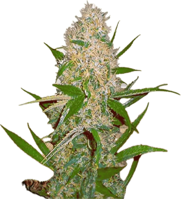 Haze OG Clone
