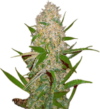 Haze OG Clone