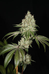 Mass Medical Strains Triangle Kush BX2