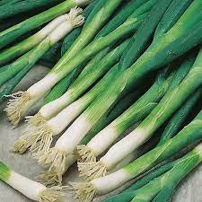 Onion - Evergreen Bunching Scallion Seed