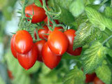 Tomato - Roma Tomato Seed