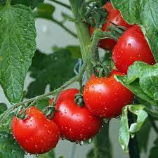 とまとです Ace 55-Tomato Seeds