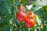 Tomato - Floridade Tomato Seed