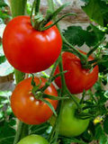 Tomato - Floridade Tomato Seed