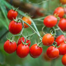 Tomato - Sweetie Cherry Tomato Seed
