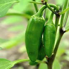 Pepper - Early Jalapeño Pepper Seed