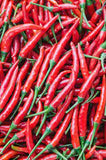Pepper - Cayenne Long Red Pepper Seed