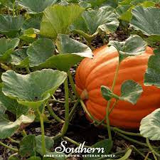 Jack O Lantern Pumpkin Seed