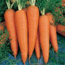 Danvers 126 Half Long Carrot Seed