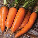 Danvers 126 Half Long Carrot Seed