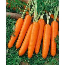 Nantes Carrot Seed