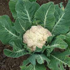 Snowball Cauliflower Seed
