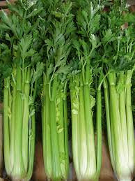 Celery - Tall Utah Celery Seed