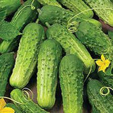 Cucumber - Boston Pickling Cucumber Seed